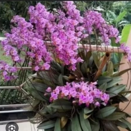 (Best Seller) Anggrek Dendro Doritis Dewasa