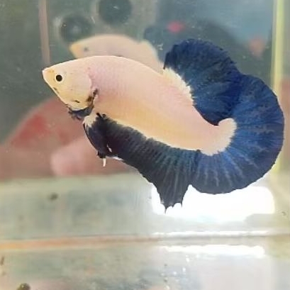 Ikan Cupang Jantan blue rim gred - Kualitas Tinggi, Warna Menawan, Mudah Dirawat