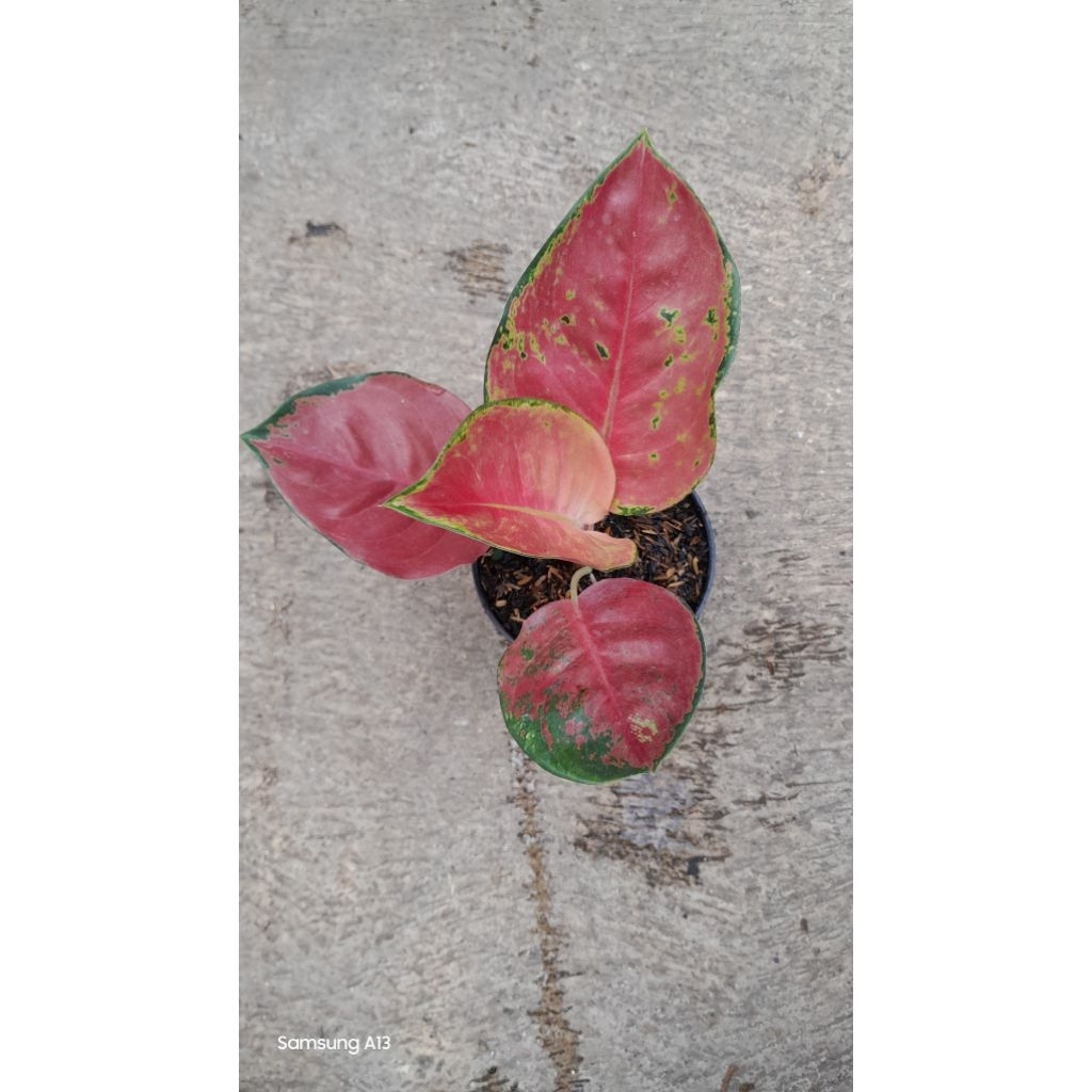 Aglonema KOCIN BROWNIES/ BROWNIS (Size Remaja)