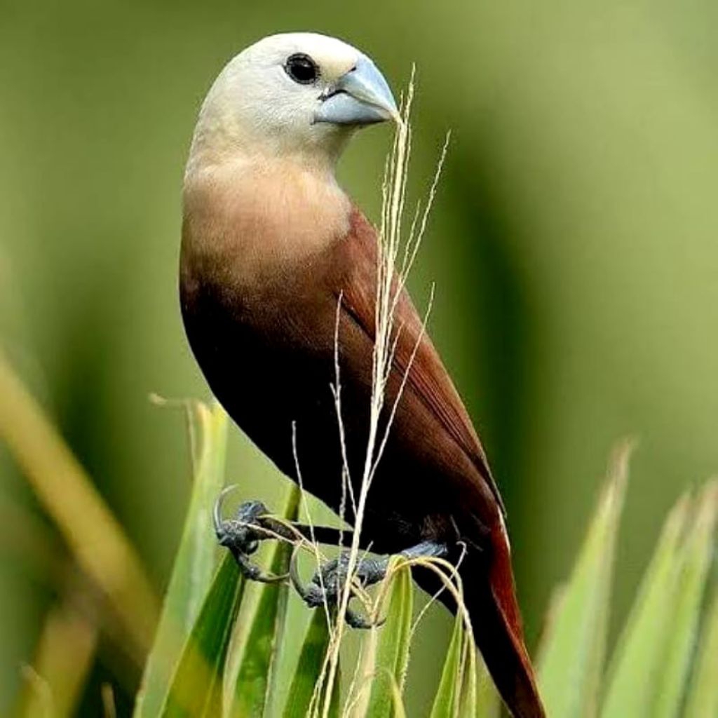 Emprit Kaji - Emprit Bonjol Haji - Bondol Kaji - Pipit Kaji
