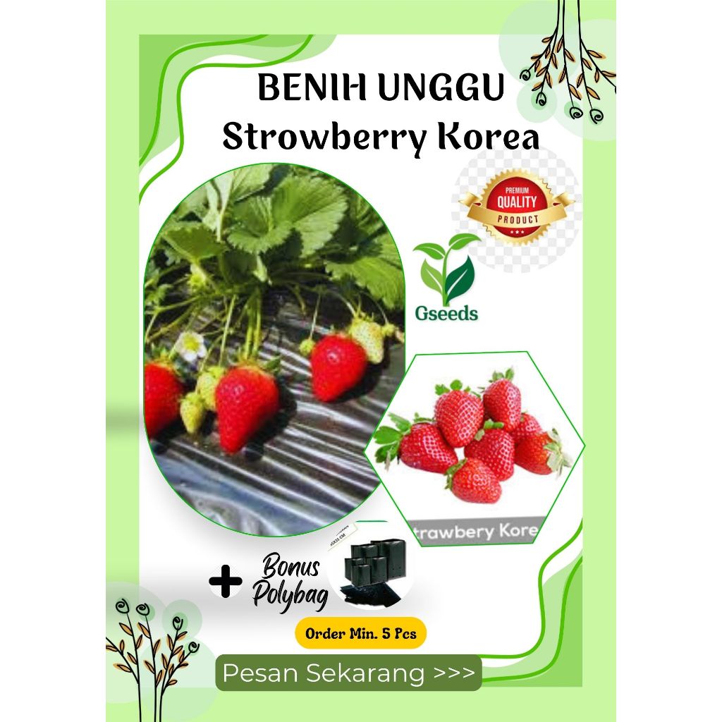 ±5 Benih Unggul Bibit Biji - Buah Strawberry Red Korea Jumbo Premium Stroberi Merah Korean Seeds - I