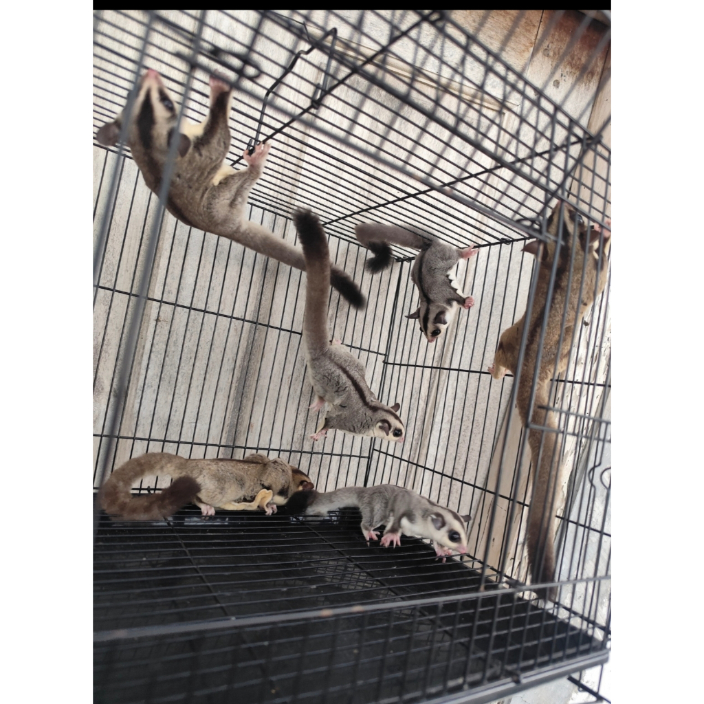 Sugar Glider (Wupih Sirsik / Tupai Terbang) Classic Grey