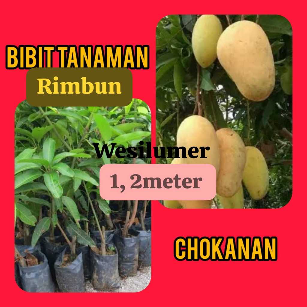 Bibit Mangga Chokanan 1.2 Meter Rimbun ( Pakai Kurir Cargo )