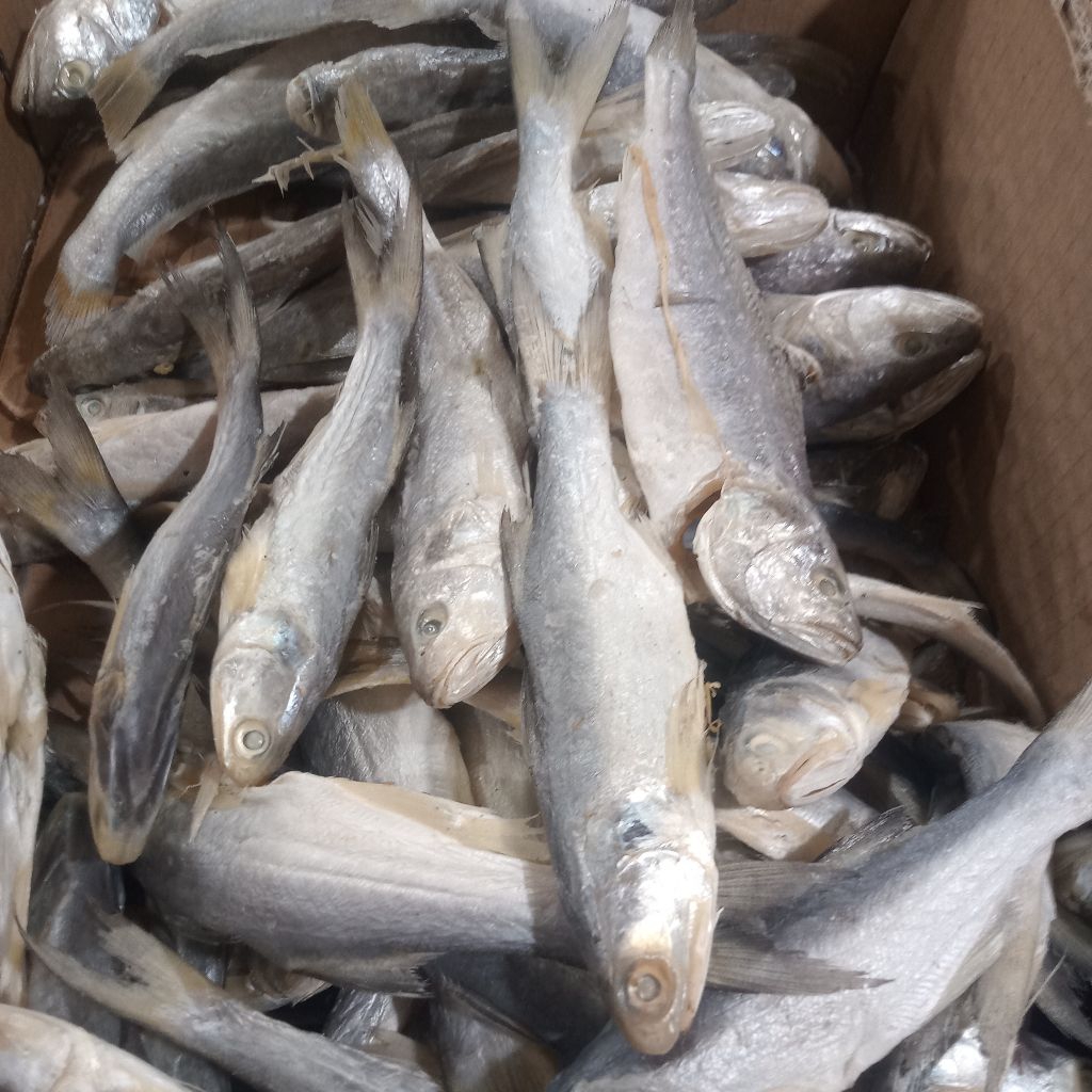 Ikan Asin Sinangin Fresh 1 kg