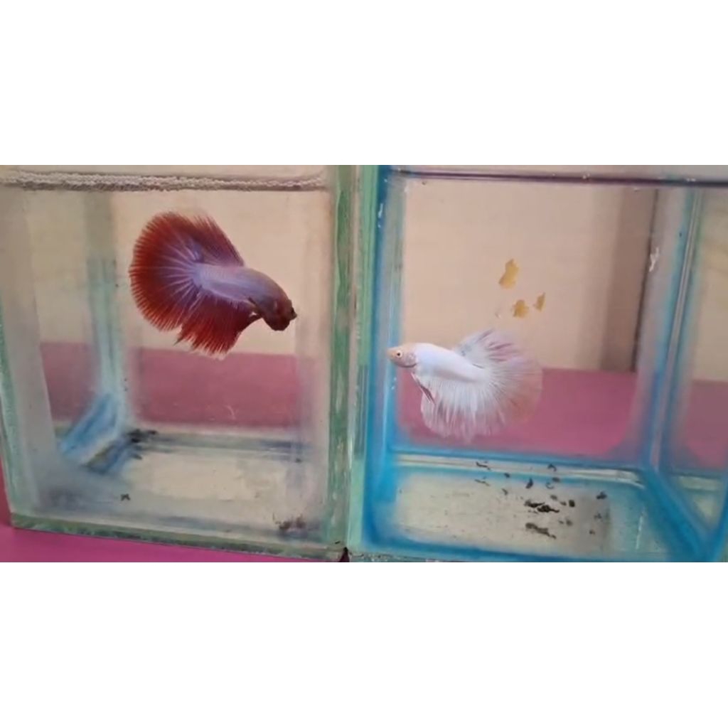 Hiasan Aquarium Ikan Cupang Halfmoon Pink Aurora