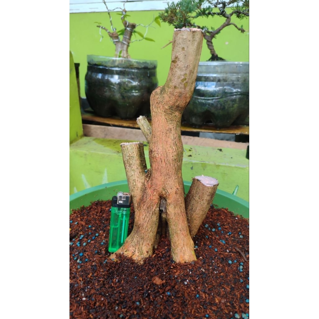 bonsai sancang besar prokar formal