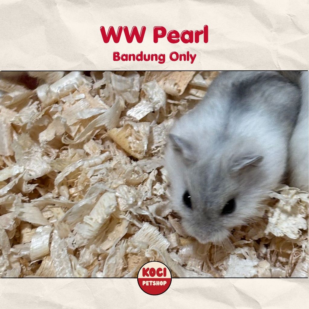 Hamster Winter White Pearl Anakan Jinak