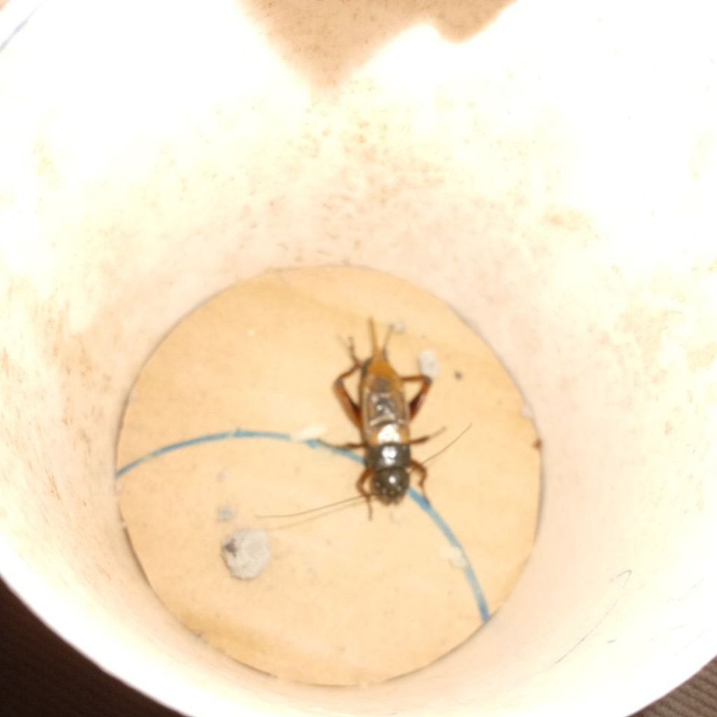 jangkrik pengusir tikus