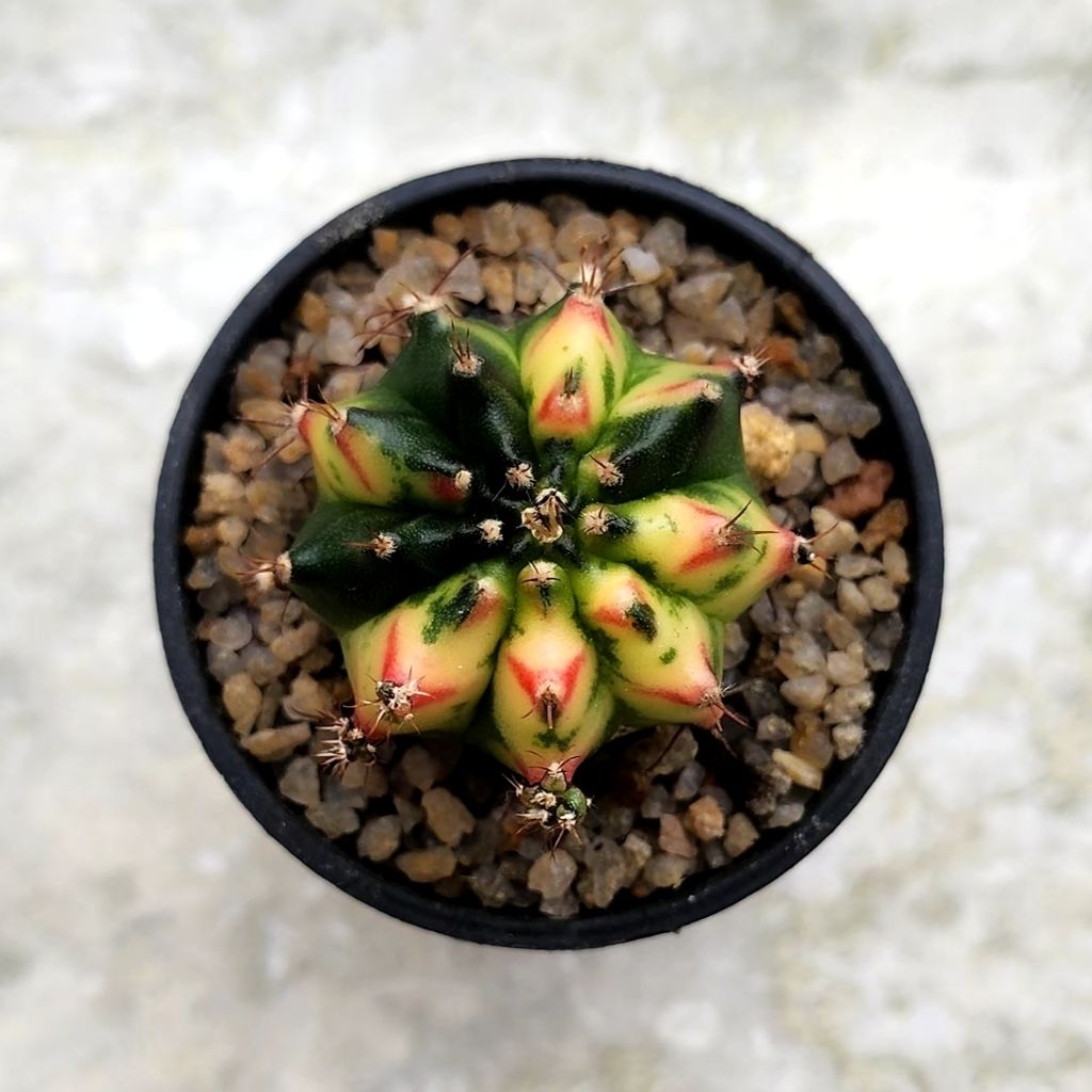 Kaktus Gymno ID "Multi New Clone/Multicolor New Clone"