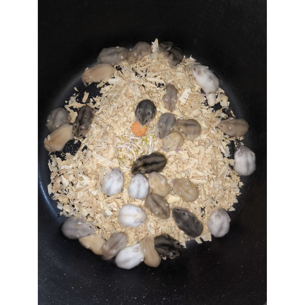 HAMSTER WINTERWHITE ANAKAN INDUKAN JINAK