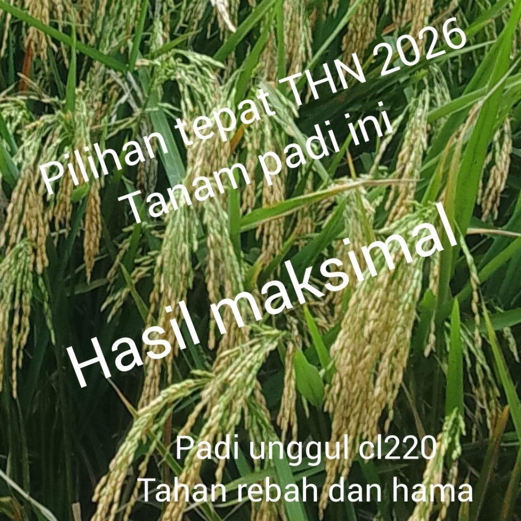 benih padi unggul cl220 kemasan 5kg