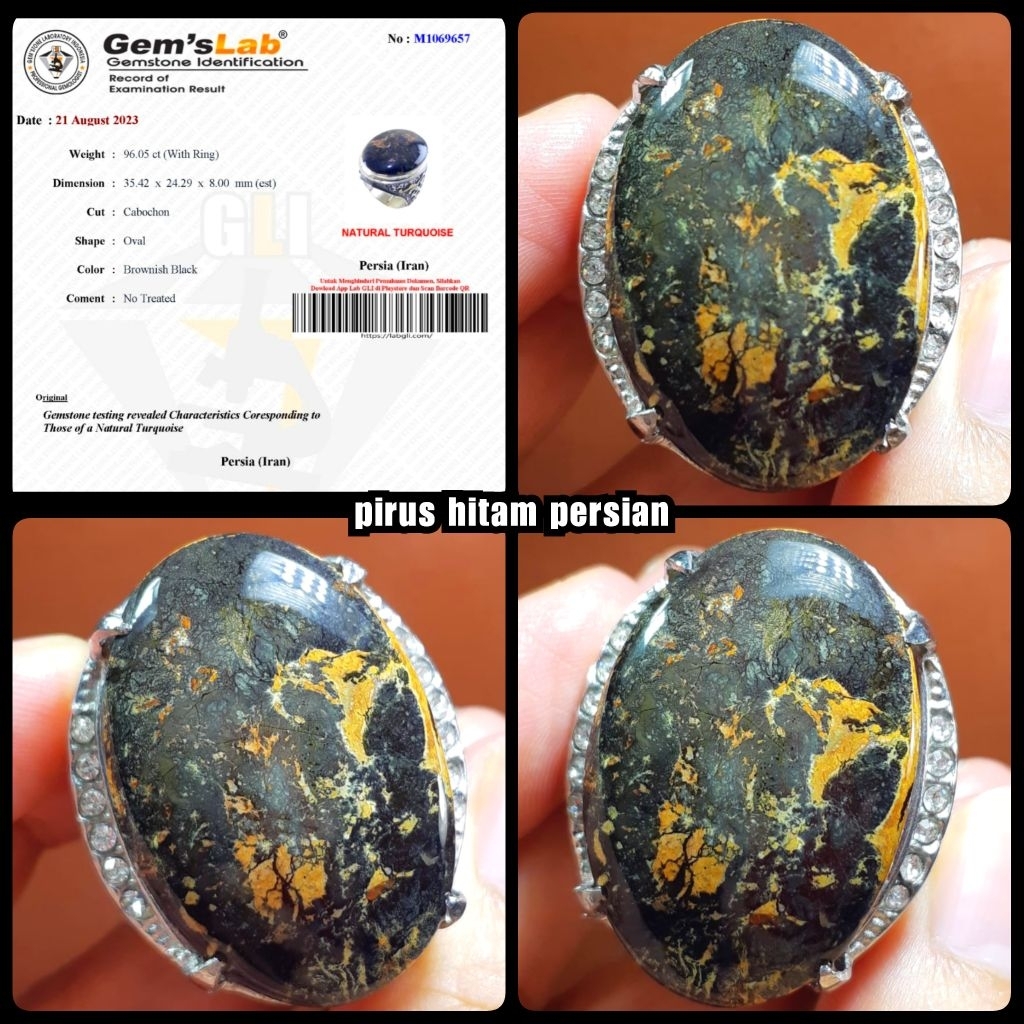 pirus hitam persia iran asli multi colour ( big jumbo ya )