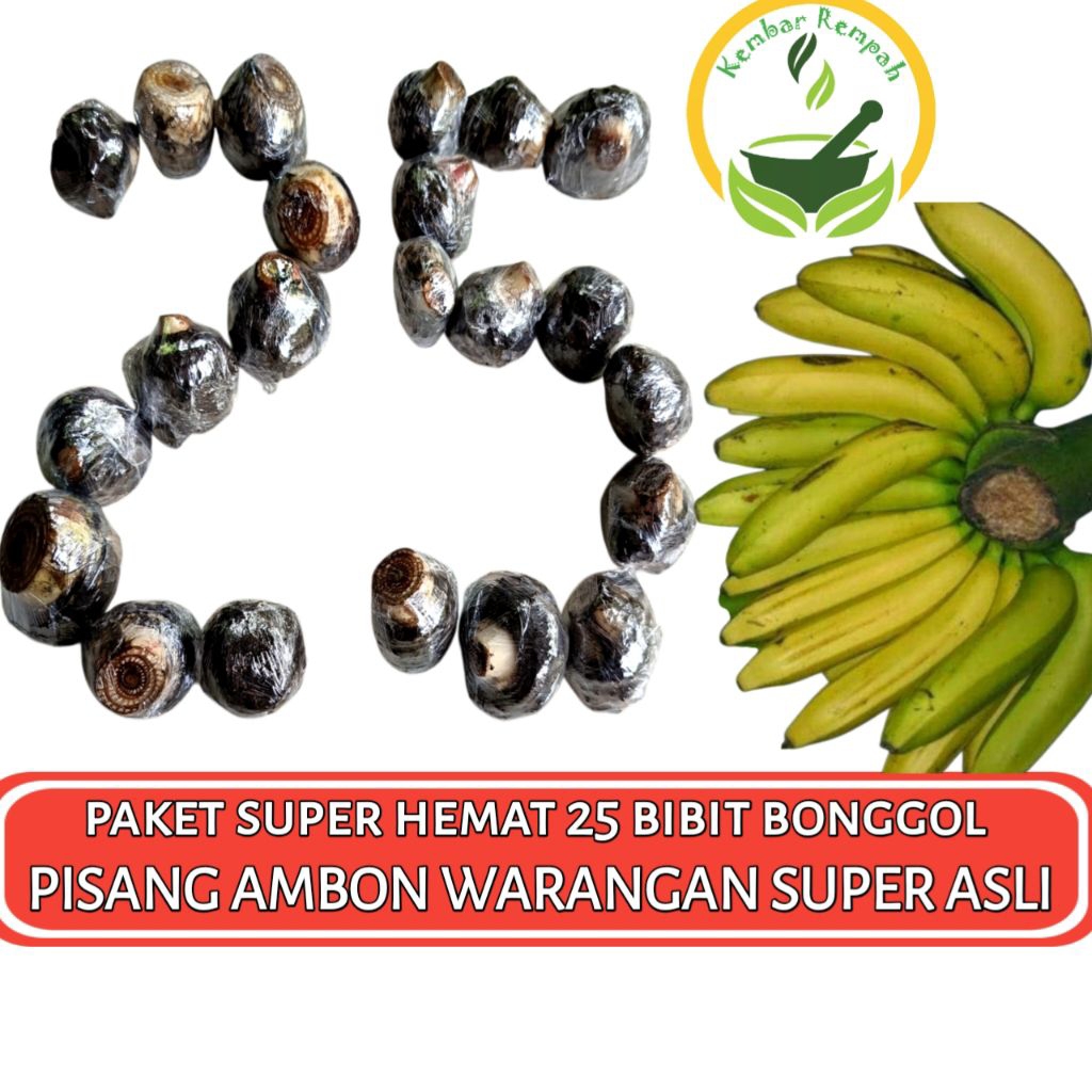 Paket Super Hemat 25 Bibit Bonggol Pisang Ambon Warangan Super Original Siap Tanam