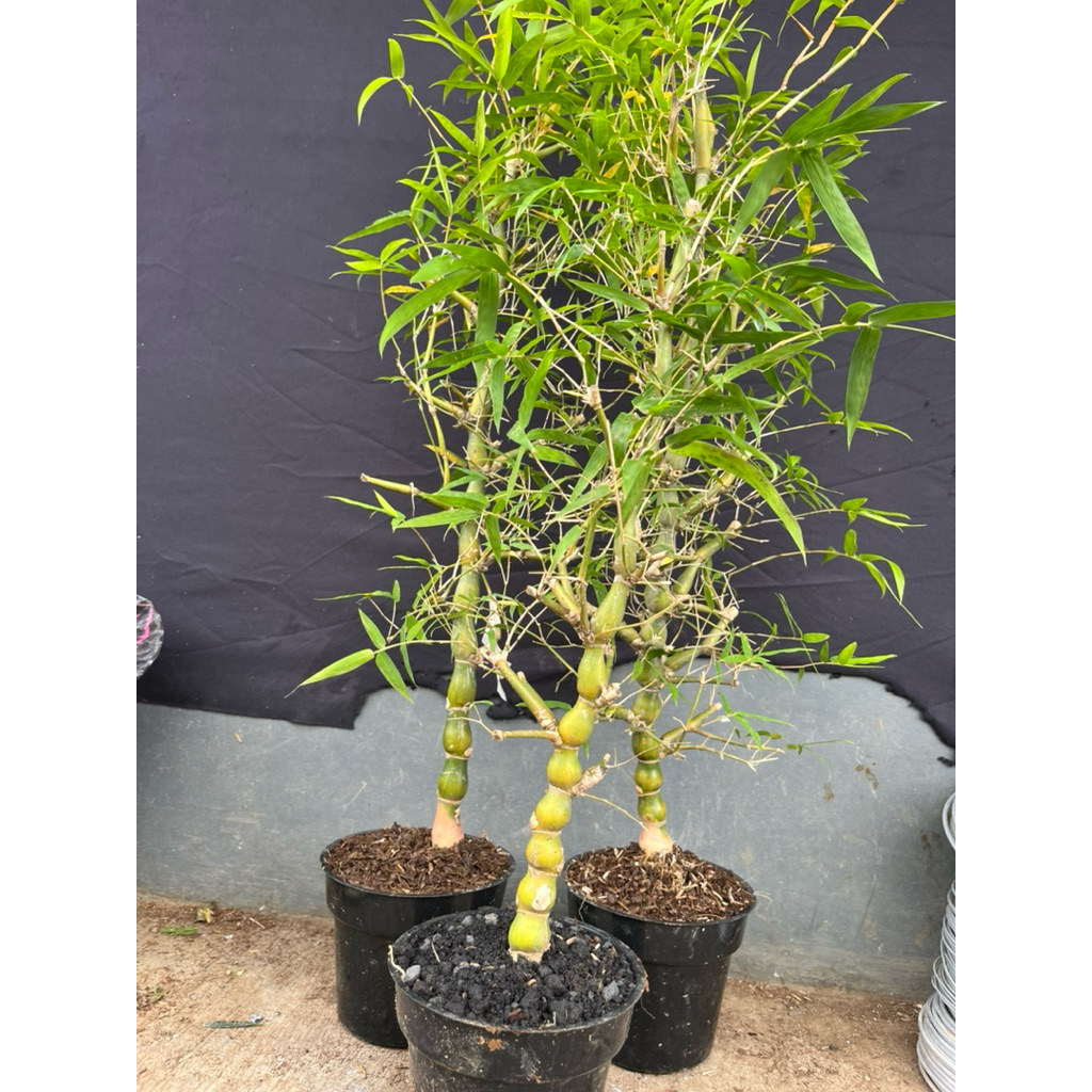 BAMBU NAGIN/BAMBU TASBIH/BAMBU KODOK UNIK