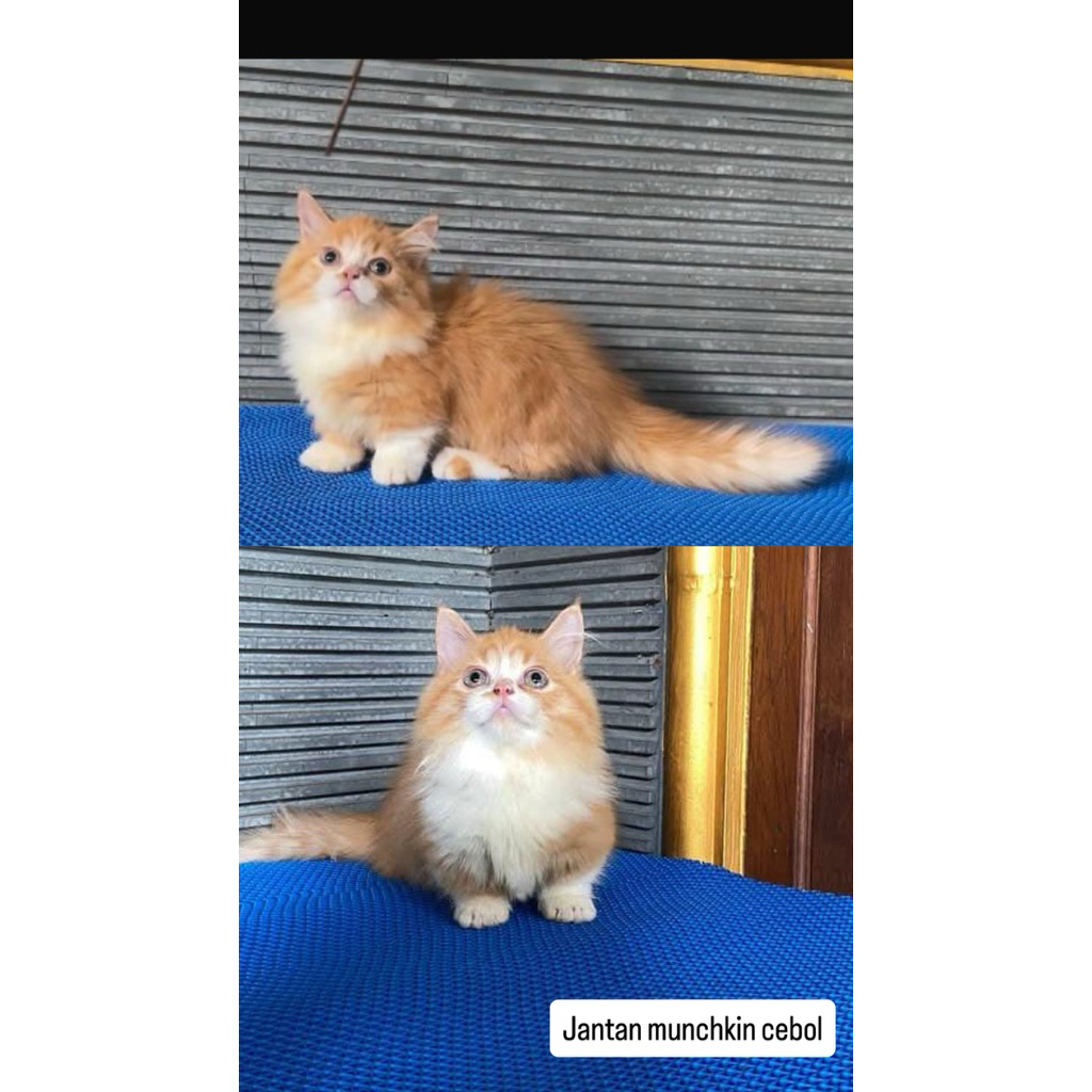 kitten jantan munchkin bicolour