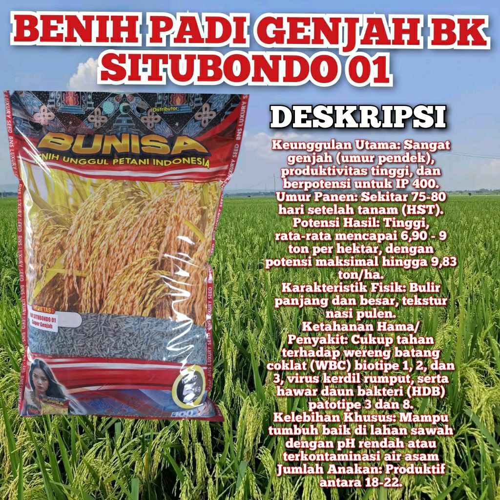 BENIH PADI BK SITUBONDO 01 BERSERTIFIKAT UNGU KEMASAN 5KG