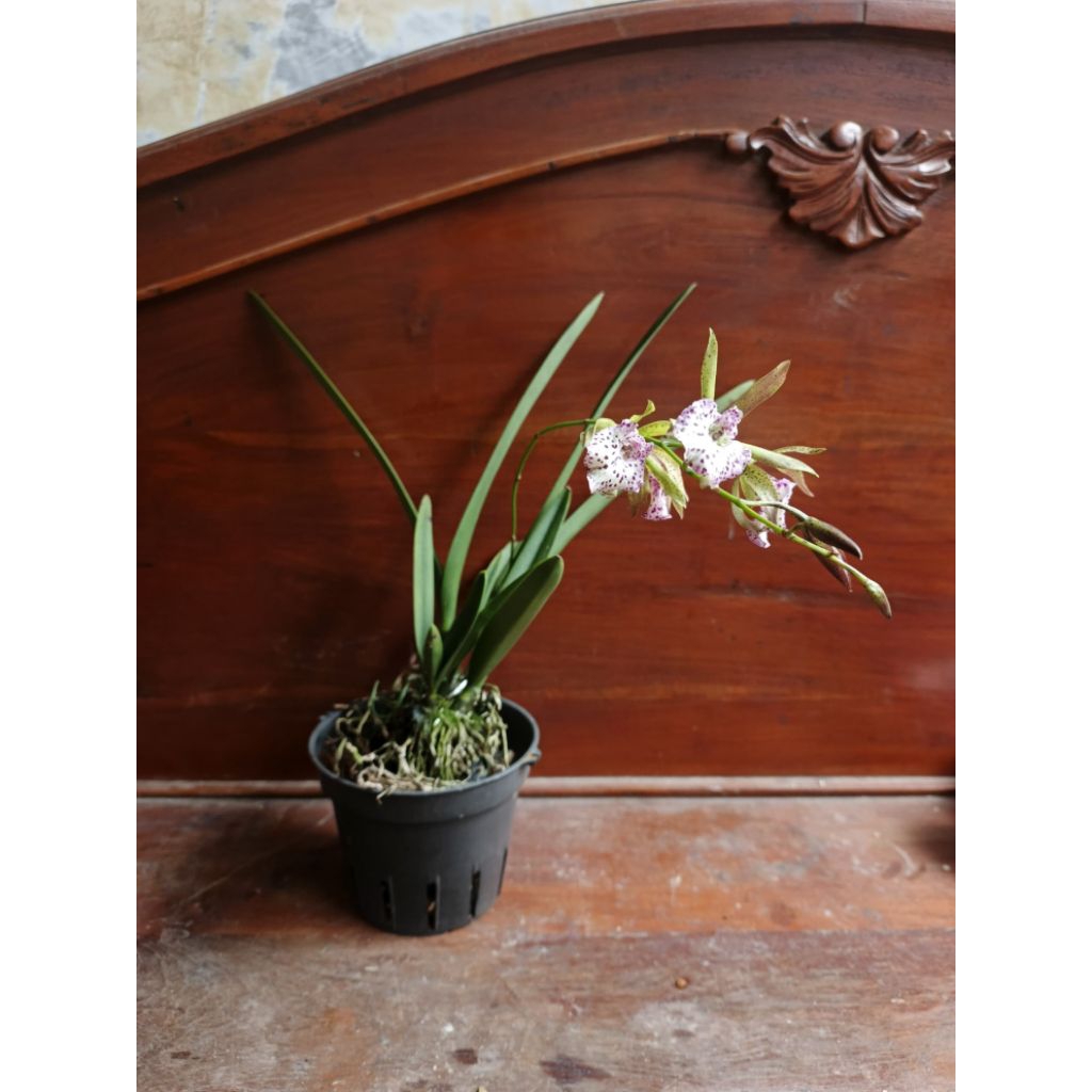 encivolia kakapo bird