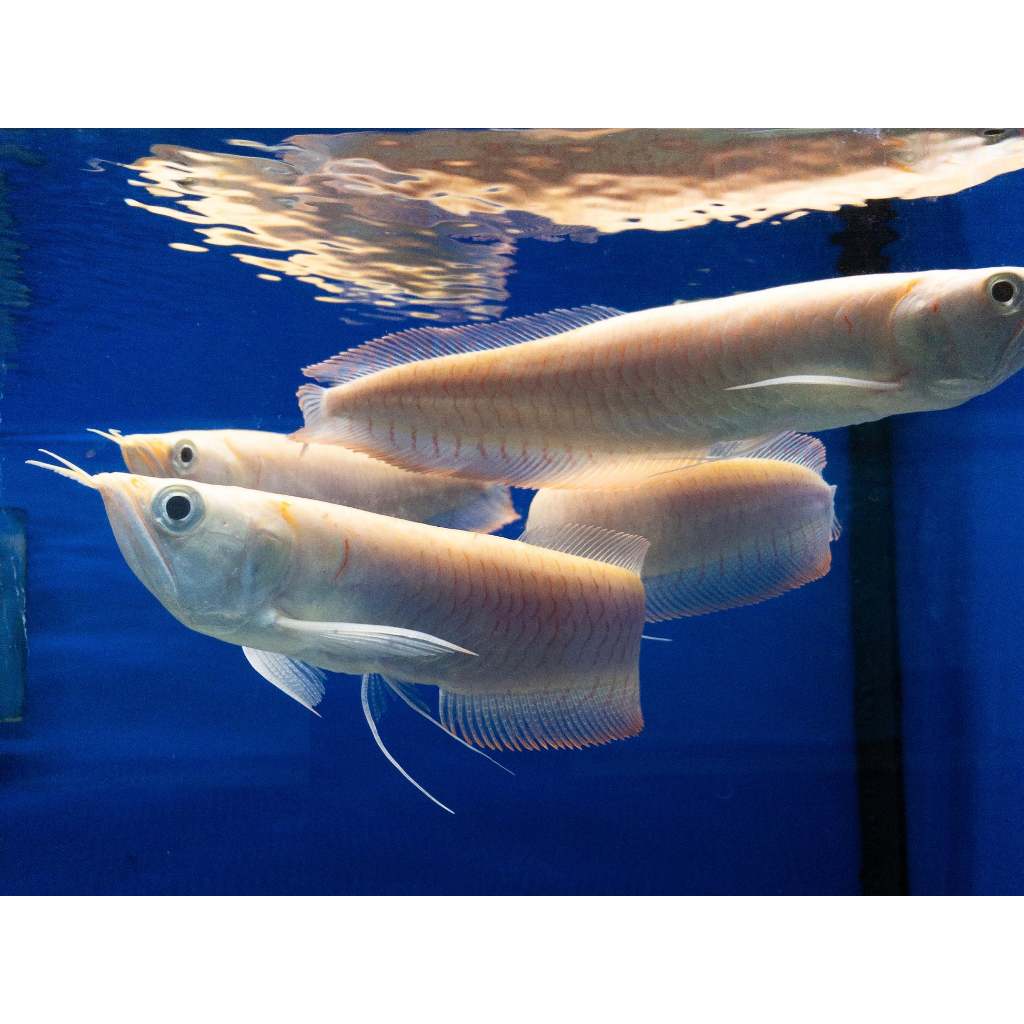 Albino Silver Arowana / Ikan Hias