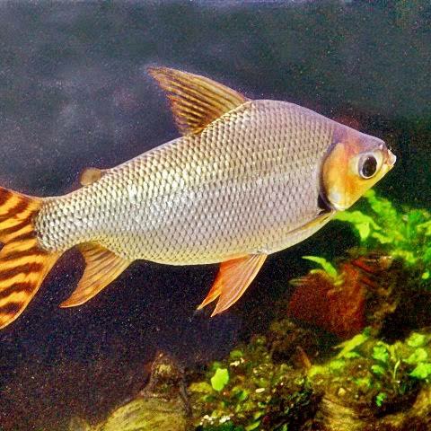 American Flagtail / Yellow Feifeng / Ikan Hias