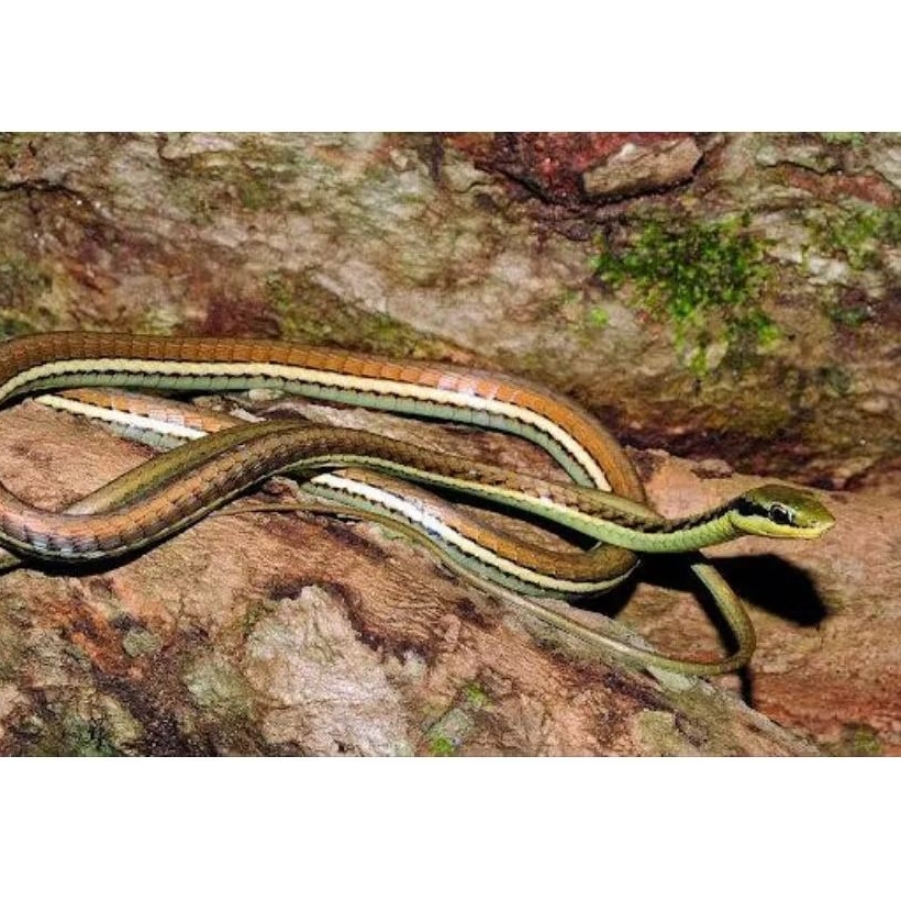 ular tali ular lidi / picis hidup tidak berbisa