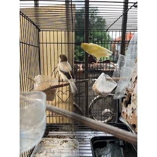 Burung kenari sepasang siap ternak 100%