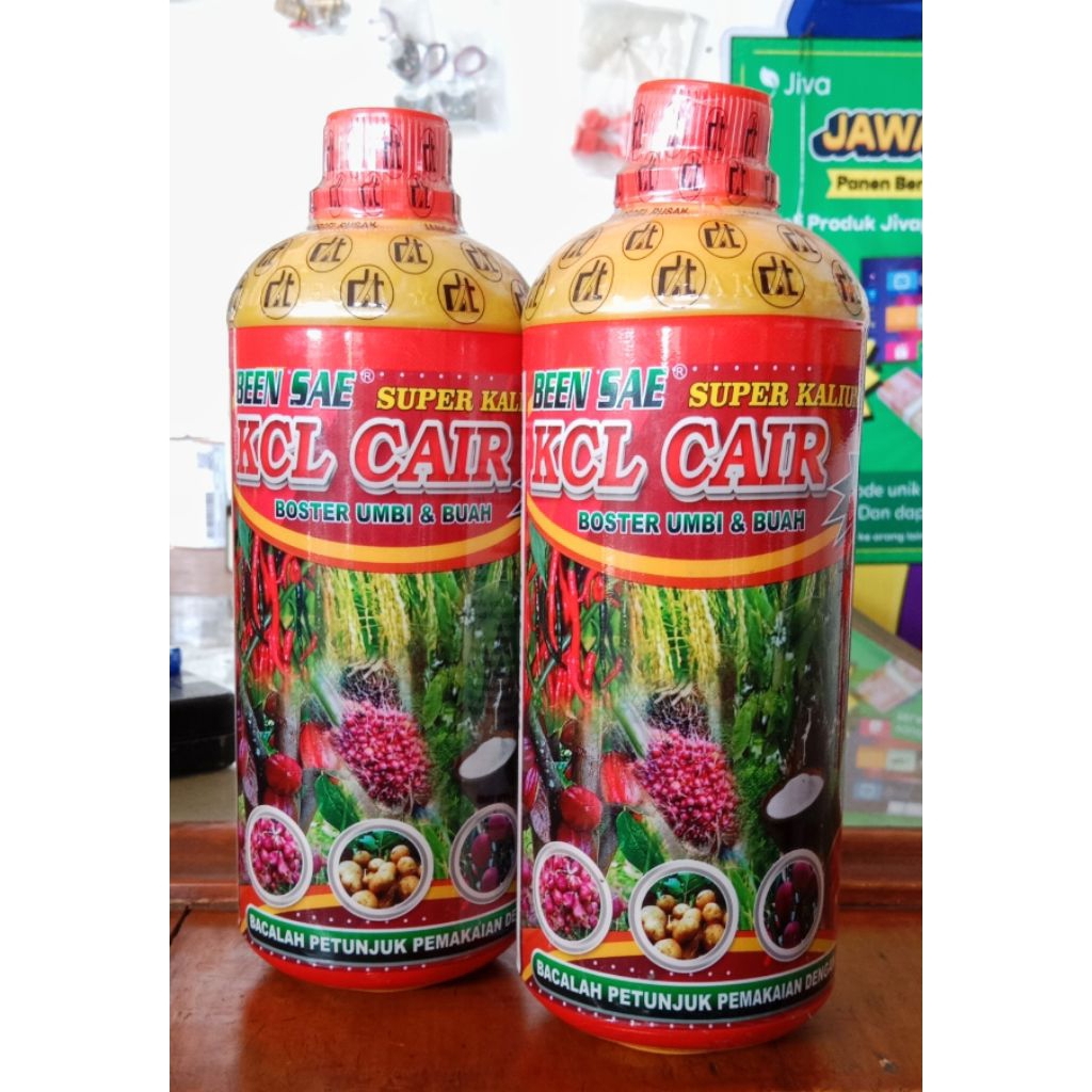 KCL CAIR BEEN SAE Boster Umbi dan Buah