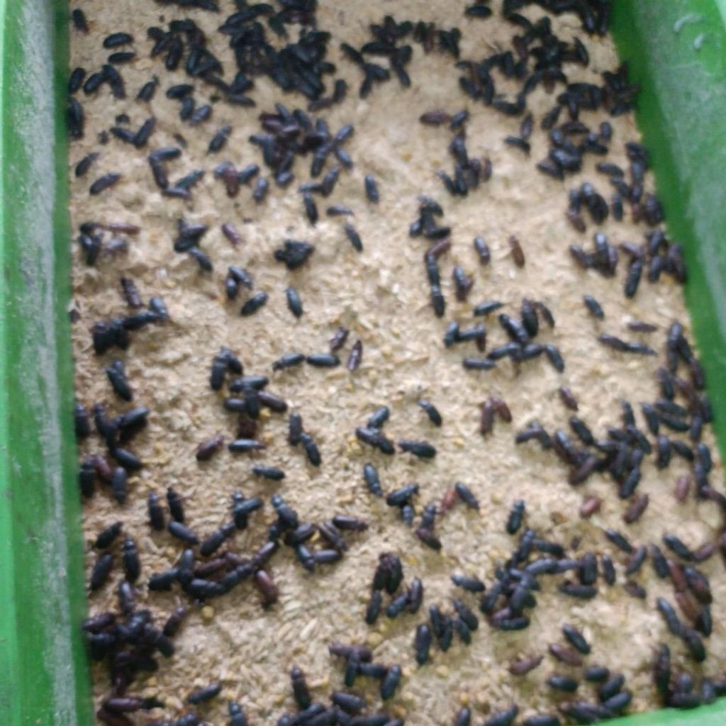 Kepik Ulat Hongkong (10 Ekor ) | Indukan Ulat Hongkong