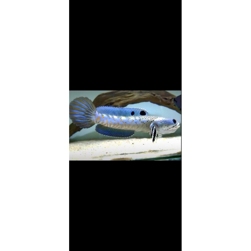 Channa Blue Pulchra 8-10 cm