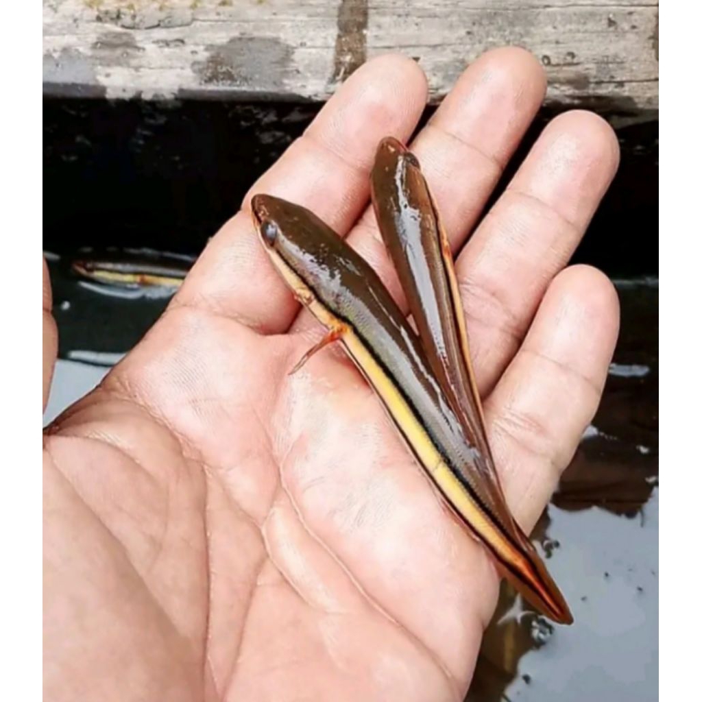 Baby Toman Hijau Platinum 3 ekor Size 3 cm Up