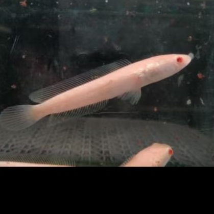 Ikan chana striata albino mata merah, aktif dan makan lahap