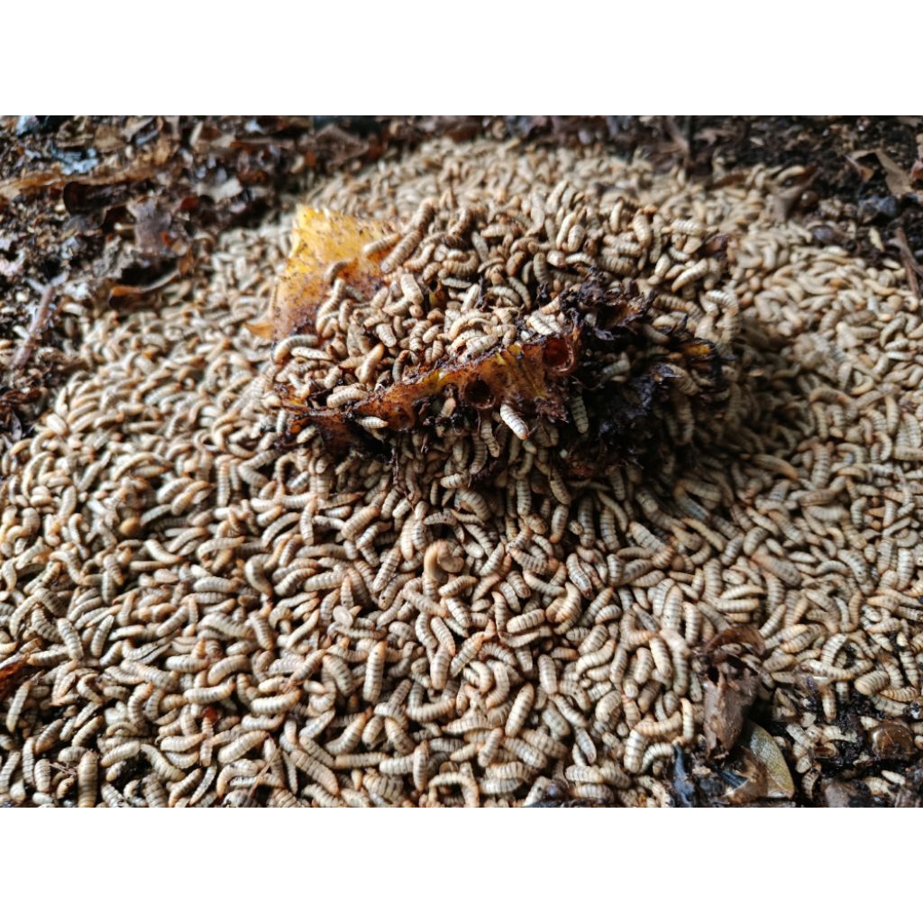 maggot bsf/maggot hidup 500gr fresh maggot maggot basah