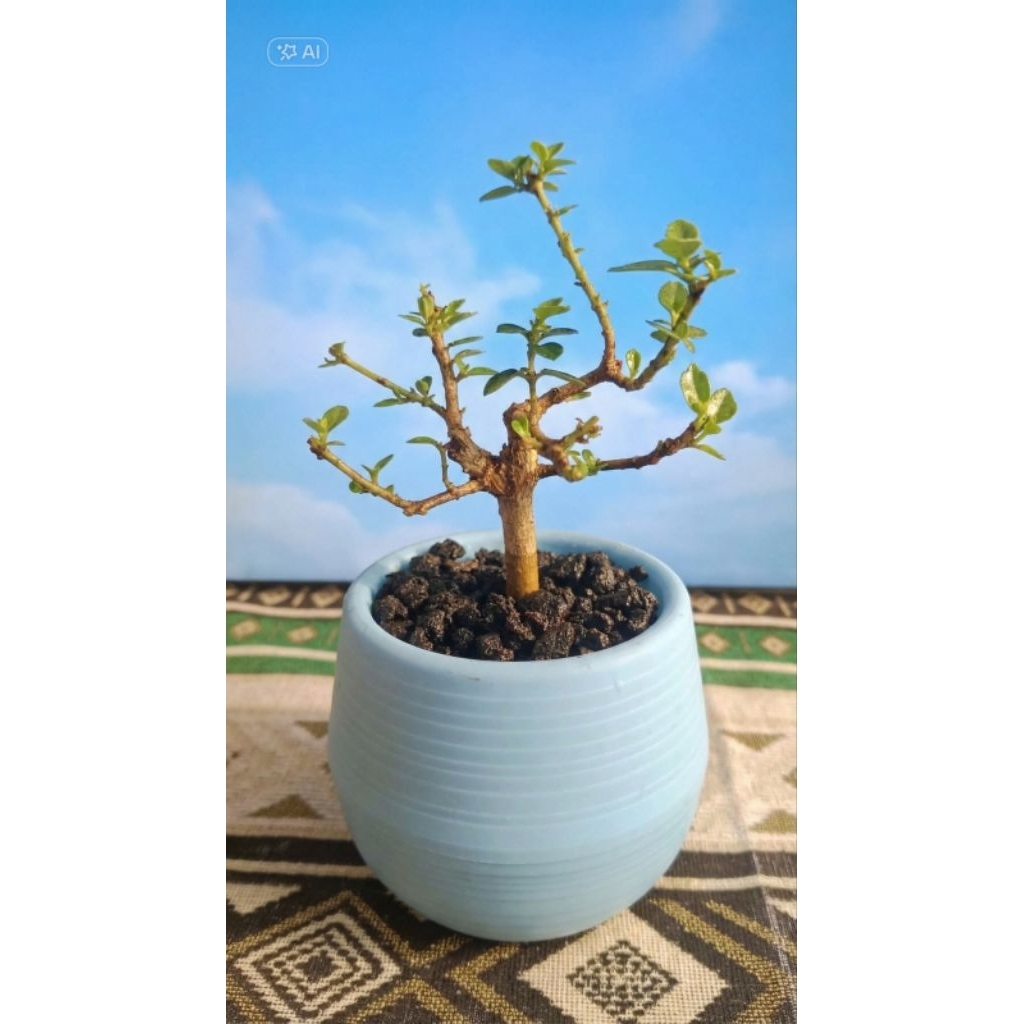 Pohon Bonsai Mame Sancang Bonsai