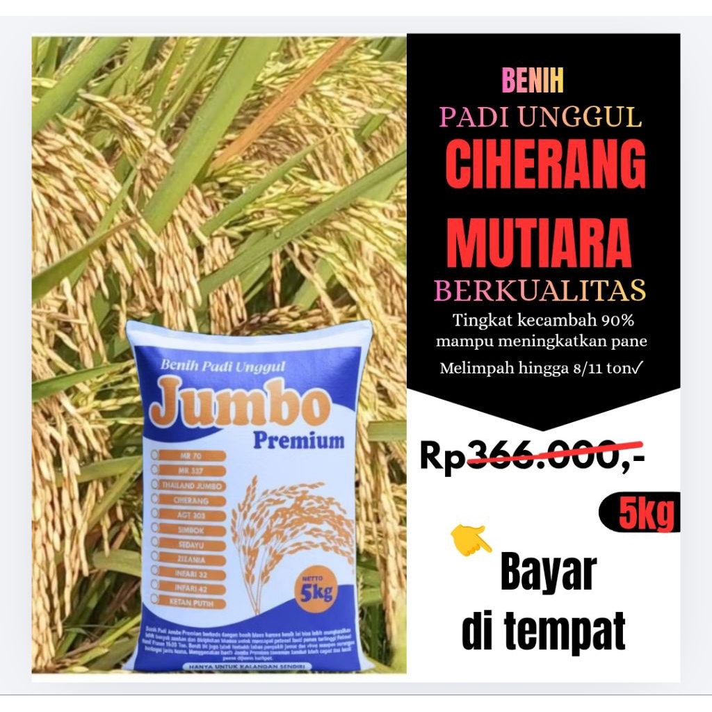 benih padi unggul Ciherang mutiara kemasan 5kg