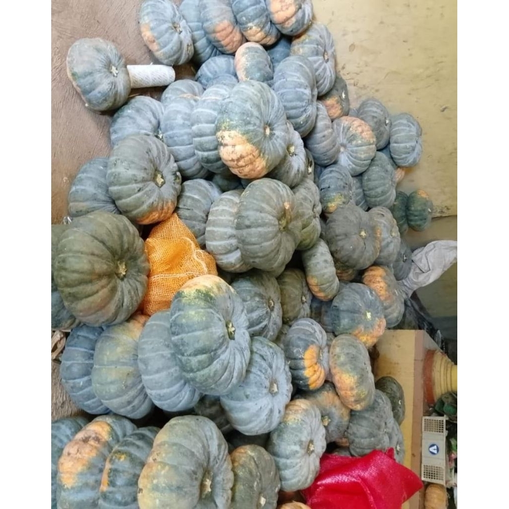 1 Kg Buah Labu Kuning Segar / Labu Kuning Segar/ Waluh Kuning Besar ASLI KUNINGAN