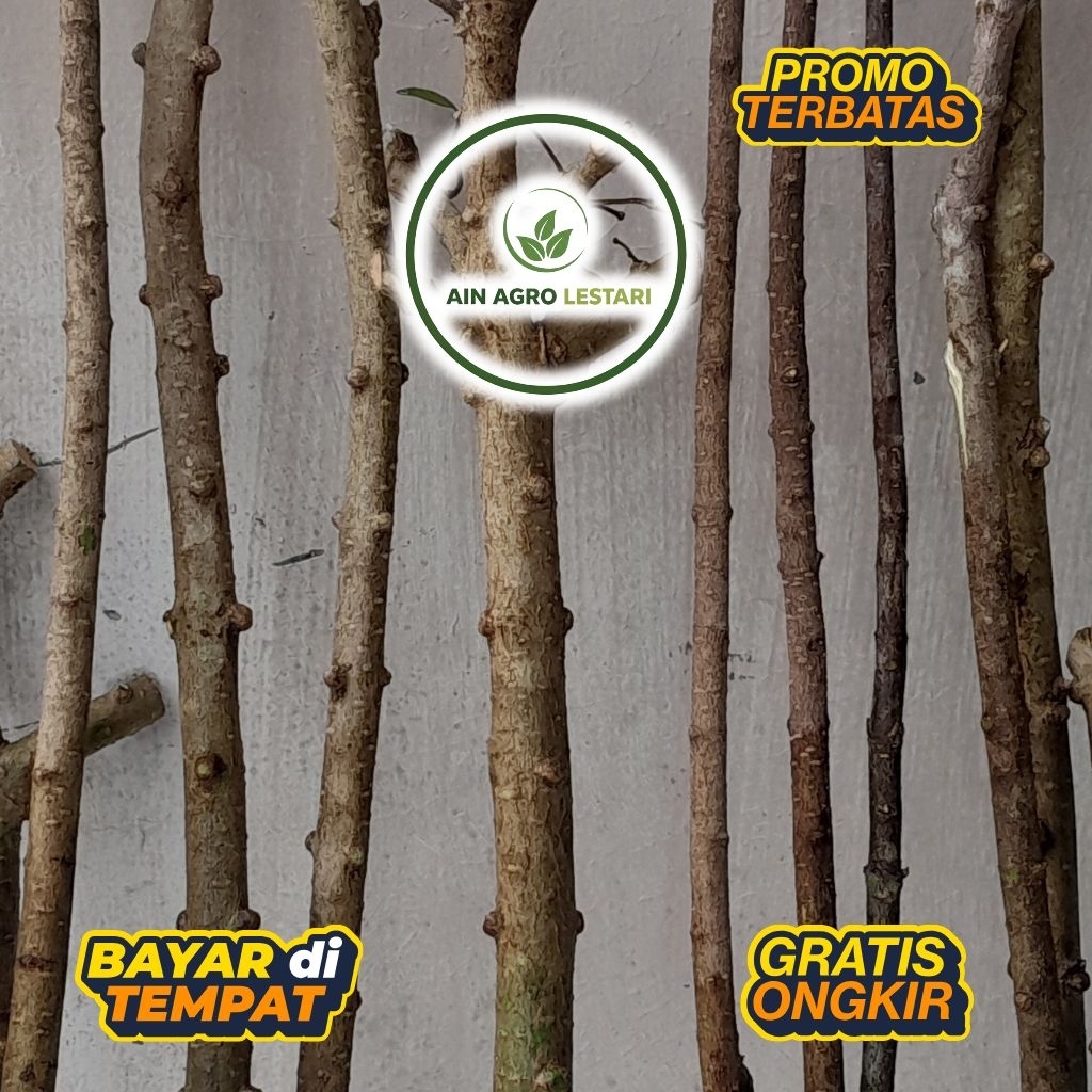 BAHAN BONSAI ANTING PUTRI KUSTOM (BATANG PUTIH)