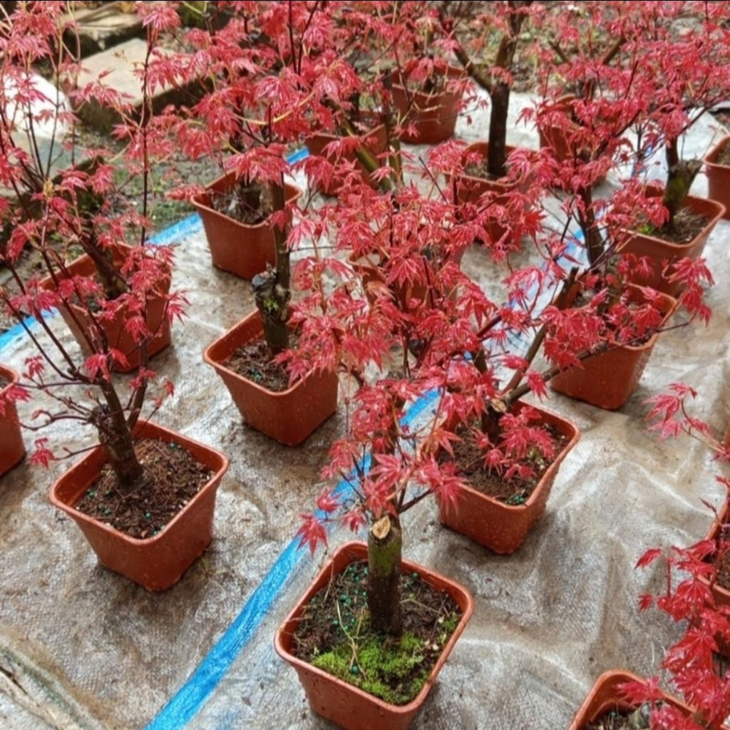 Tanaman Hias Red Maple Jepang Asli Bahan Bonsai