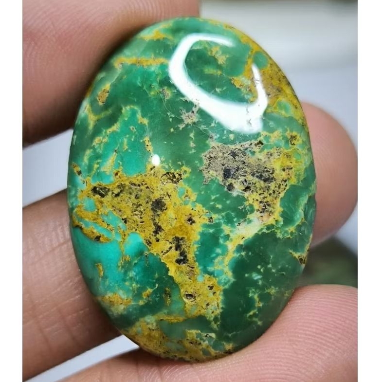 Pirus Persia Hijau Gradasi