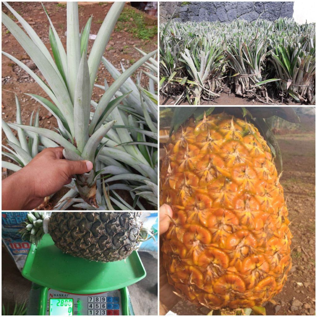 Bibit Nanas Madu/Jumbo/Subang/Bagong (Smooth Cayenne)