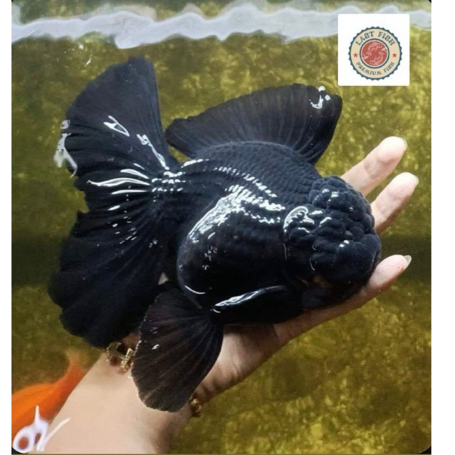 TURUN HARGA  ready stiker Koki Oranda Black Super Size JUMBO GEMBUL SUPER CANTIK BERQUALITY IMPORT G