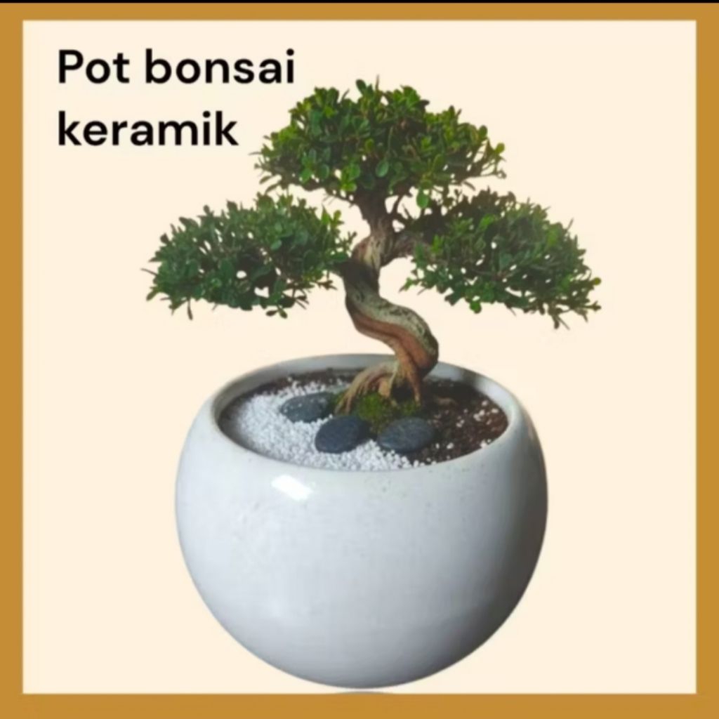 pot keramik/pot bonsai bonsai shito pot tanaman hias