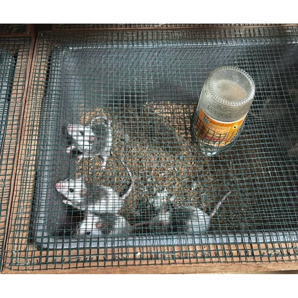 Tikus ASF Large 38-45 gram pakan alami predator ball pyton | African Soft Fur Rat