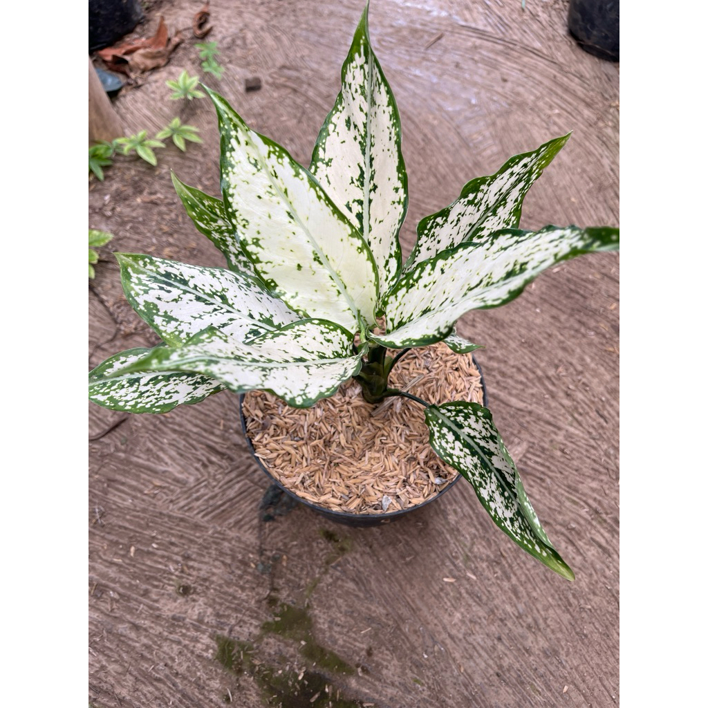 agalonema snow white mamaciflowers