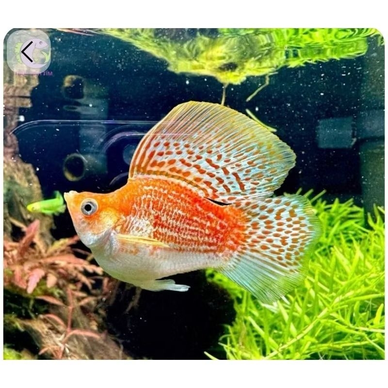 Molly Orange Lyretail