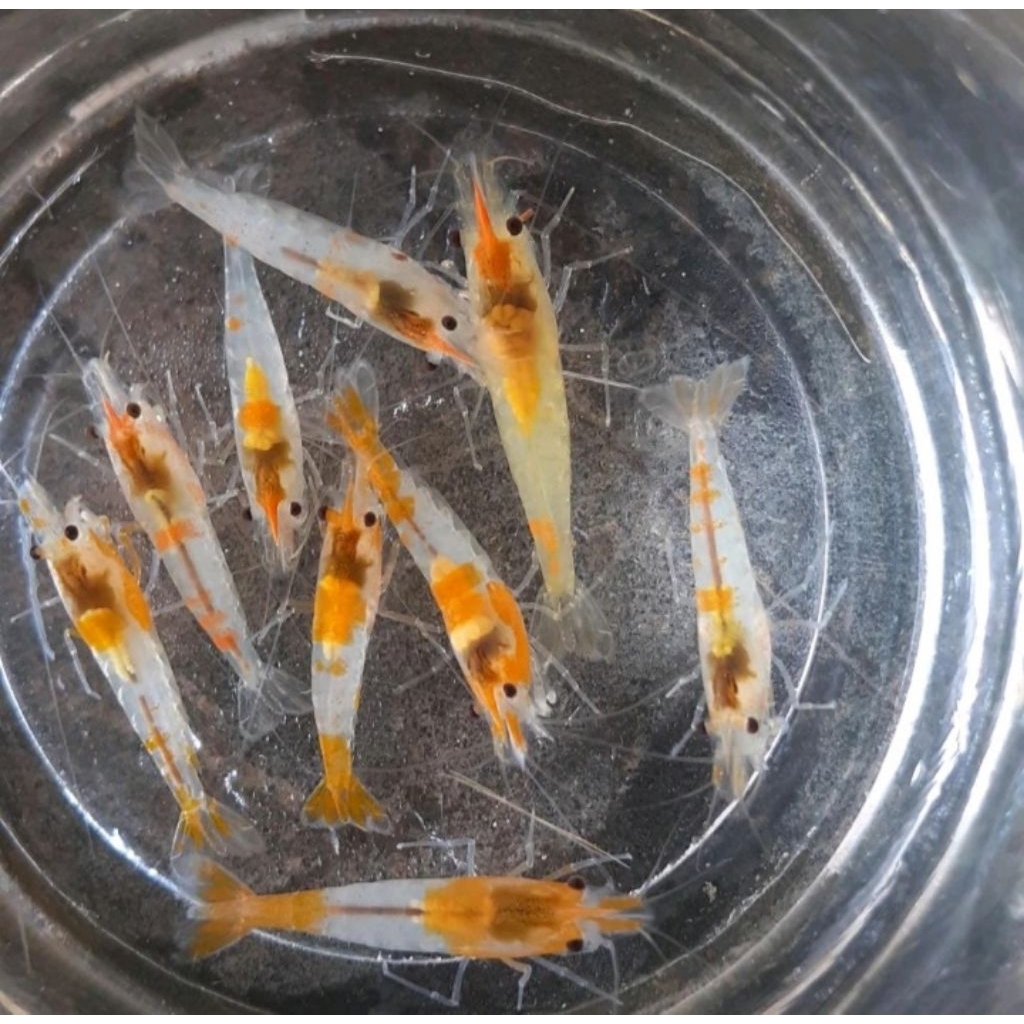 Udang Hias Air Tawar Orange Rili Hiasan Akuarium