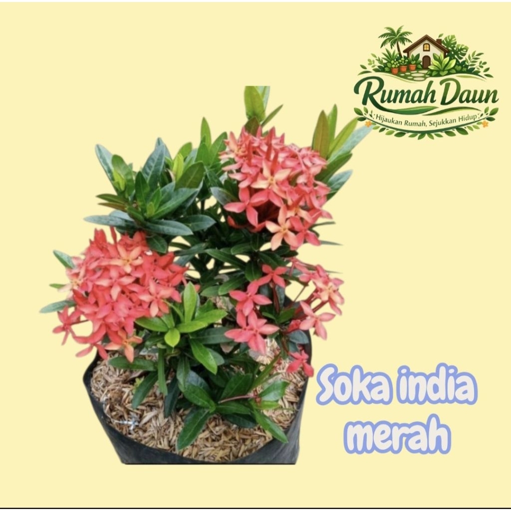tanaman hias soka india bunga merah - soka india merah