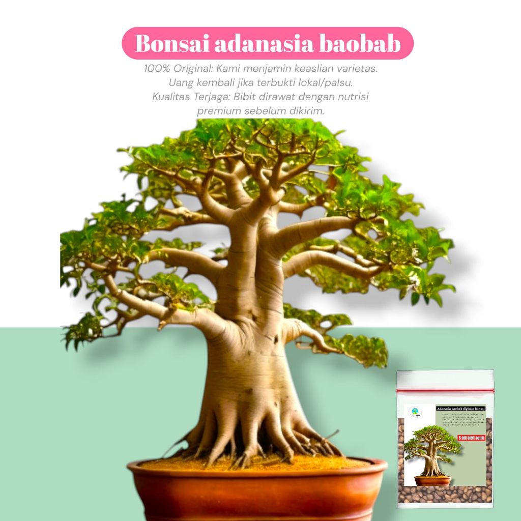 [ 5 biji ] bibit benih bonsai adanasia baobab digitata | impor top quality premium