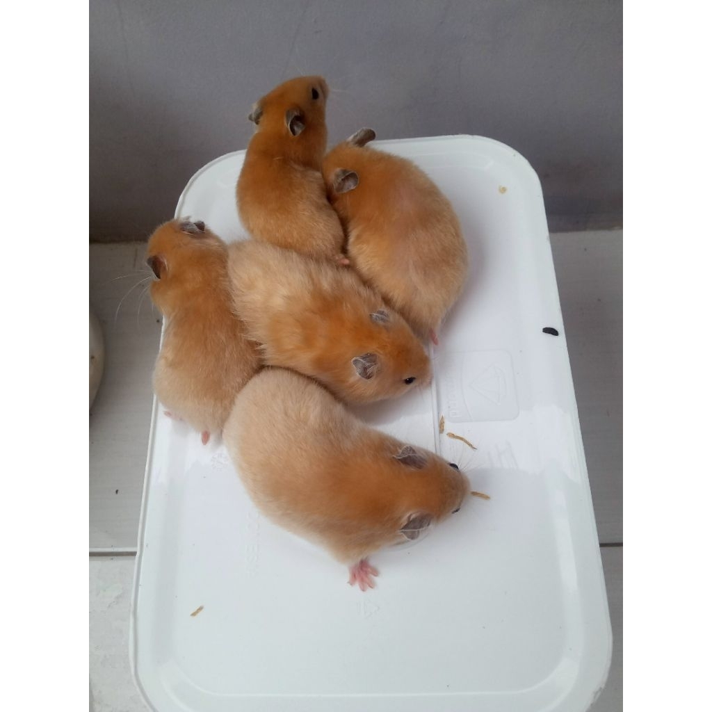hamster syrian yellow satin / cream (kuping hitam)