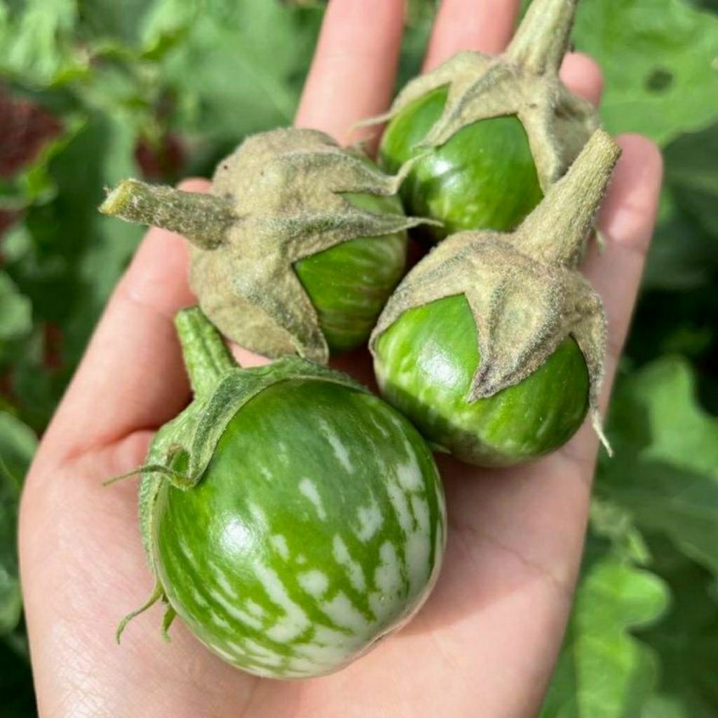 TERONG HIJAU TERONG LALAP HIJAU