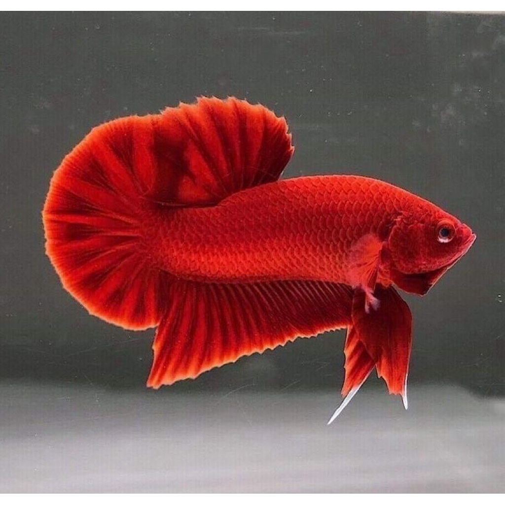 CUPANG HIAS PLAKAT SUPER RED SIZE S+ BETTAFISH