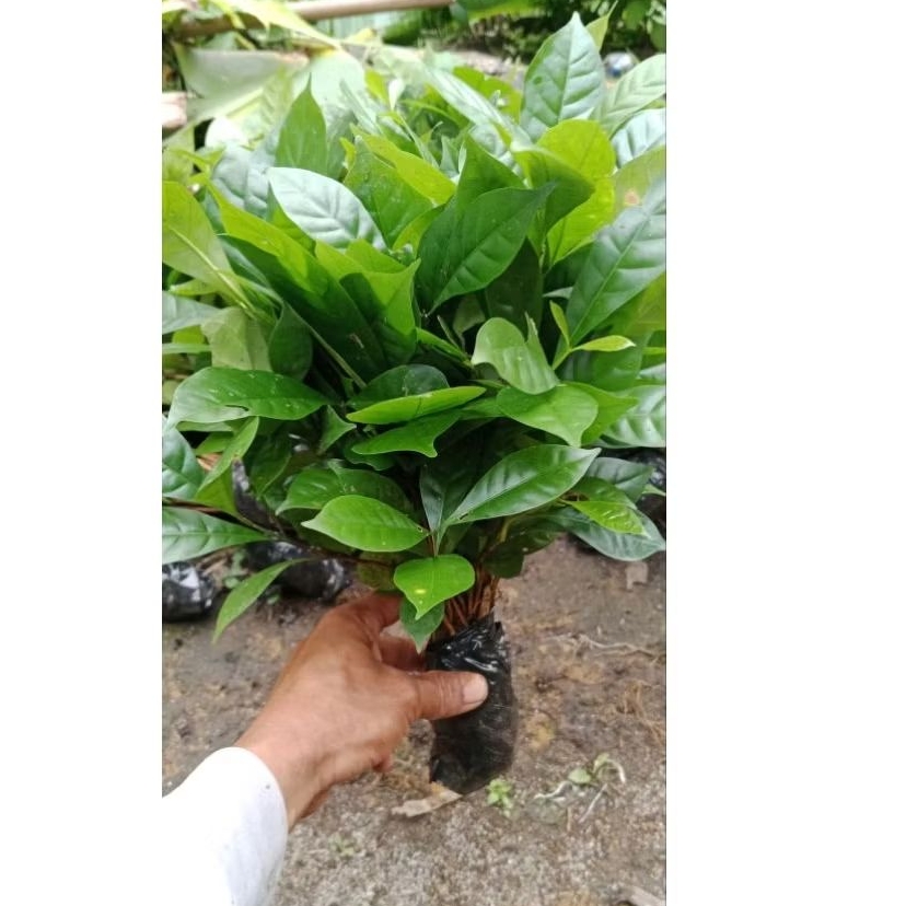 Bibit kopi lampung cabutan siap tanam